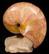 Pink and Orange Polished Fossil Nautilus - France #10972-1